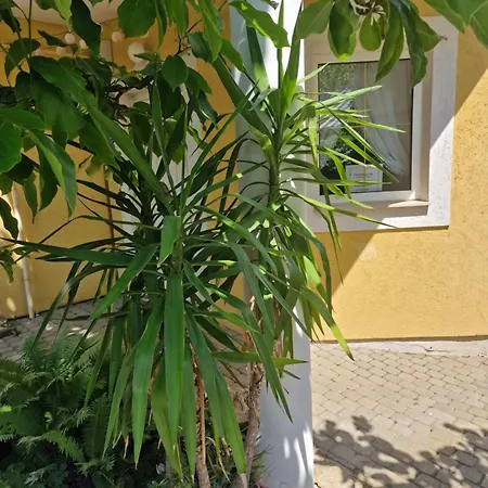 Konukevi Zsuzsanna Haz